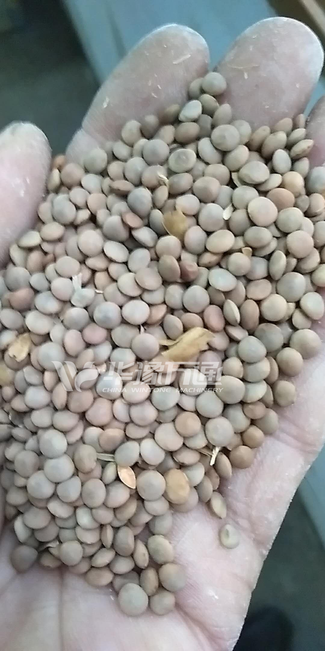 Lentil Peeling Machine