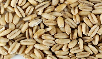 hulled oats.jpg